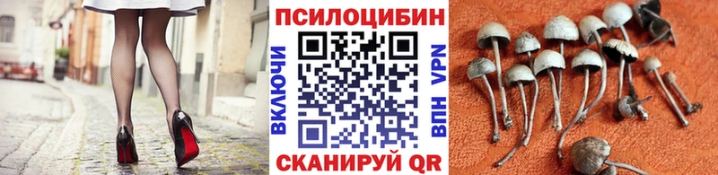 где продают наркотики Сальск Псилоцибиновые грибы мицелий